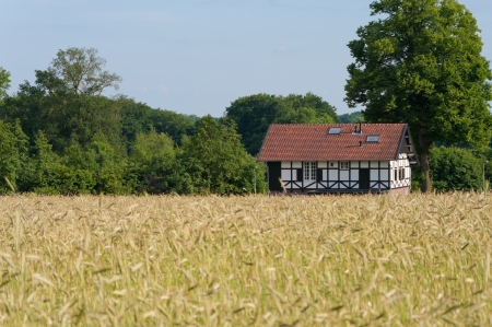 wheat field with a typical house in the backgroundの写真素材