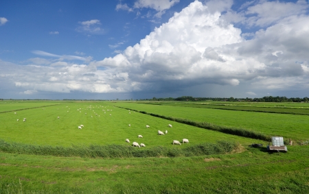 typical dutch polder landscape with a herd of sheepの写真素材