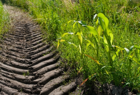 small maize plants next to a wheel track of a tractorの写真素材