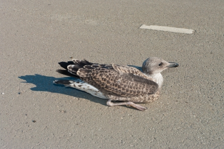 exhausted and wounded seagull on the asphaltの写真素材