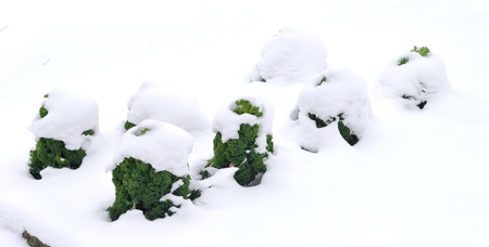 undersnowed crops of kale during winter timeの写真素材