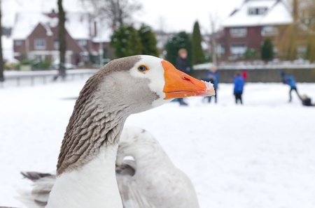 white domestic goose in front of a pond with skating childrenの写真素材