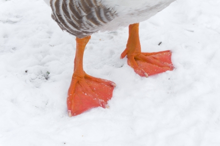 pair of goose feet in snowの写真素材