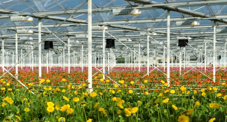 cultivation of daisy flowers in a greenhouse in Klazienaveen, netherlandsの写真素材