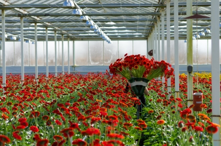 cultivation of daisy flowers in a greenhouse in Klazienaveen, netherlandsの写真素材