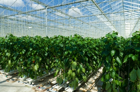 cultivation of bell peppers in a commercial greenhouse in Klazienaveen, Netherlandsの写真素材