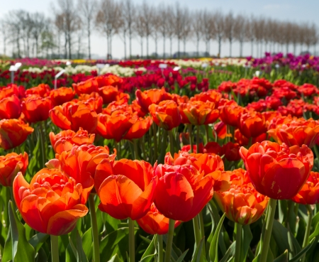 colorful blooming tulips in a gardenの写真素材
