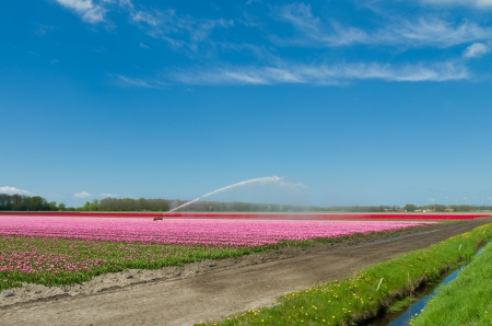 field of tulips is getting watered with a sprinklerの写真素材