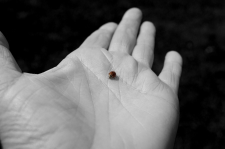 single ladybug on a handの写真素材