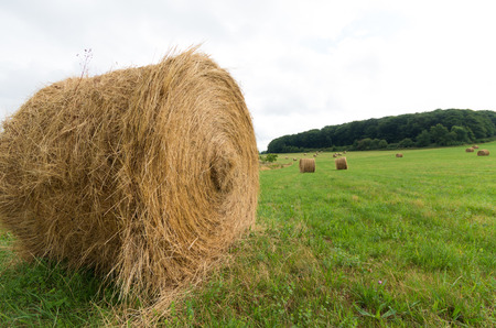 large hay rolls in a meadow in germany