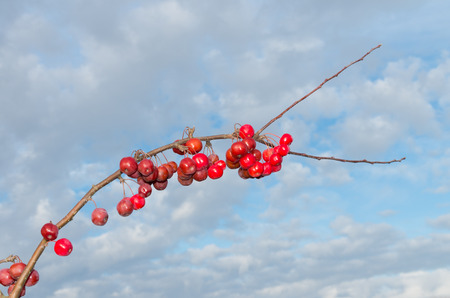 closeup of red berries against a blue sky