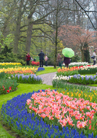 tulip gardens in the Keukenhof in Lisse, Netherlands. Keukenhof is the world's largest flower garden with 900,000 visitors a yearのeditorial素材