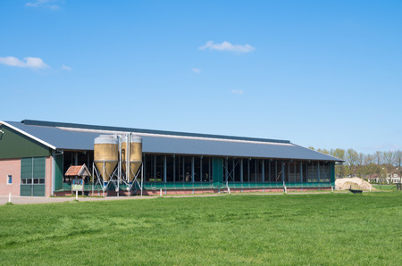 livestock barn in the netherlandsのeditorial素材