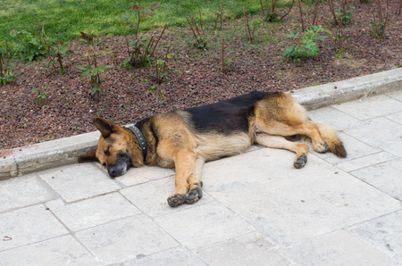 sleeping german shepard on a sidewalkの写真素材