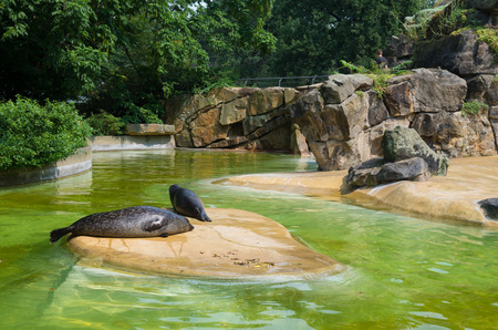 pond with seals in the Berlin Zoo (Zoological garden). It's the oldest garden in Germany with most comprehensive collection of species in the worldの写真素材