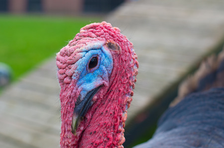 closeup of a turkey headのeditorial素材