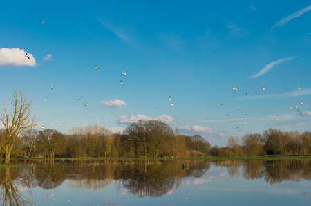 flock of birds flying above the floodplains of a small river in the netherlandsの写真素材