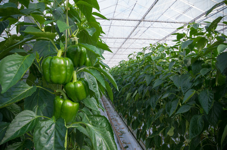 cultivation of green bell peppers in a commercial greenhouse in the netherlandsの写真素材