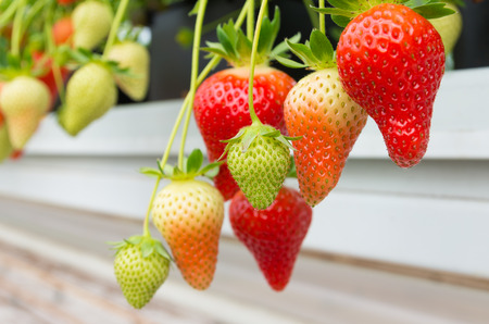 cultivation of strawberries in a commercial greenhouseの写真素材