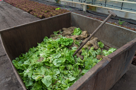 vegetables waste bin in a commercial greenhouseの写真素材