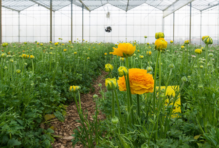 ranunculus flowers in a commercial greenhouse in the netherlandsの写真素材