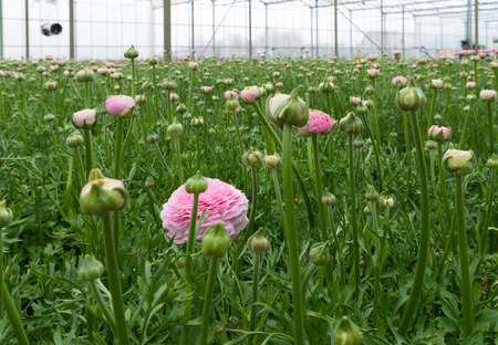 ranunculus flowers in a commercial greenhouse in the netherlandsの写真素材
