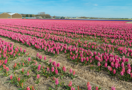 field with pink hyacinth flowers in the netherlandsの写真素材