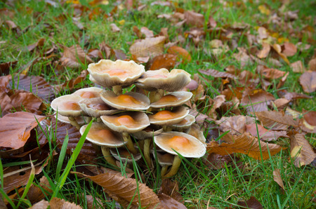 group of mushrooms in the grass