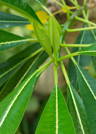 close up of some large green tropical leavesの写真素材