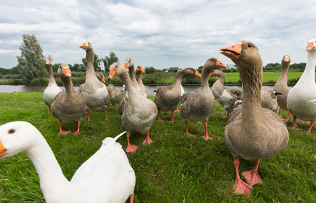 group of geese begging for foodの写真素材