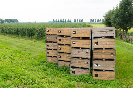 empty crates for the apple and pear harvest in the betuwe, netherlandsの写真素材