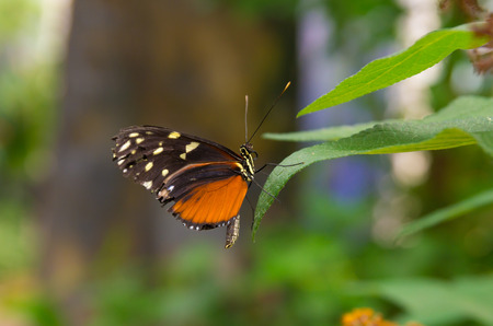 beautiful butterfly on a tropical plant