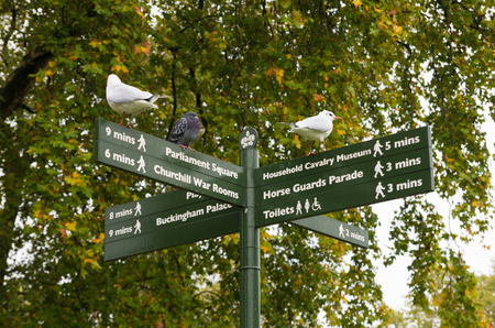 directional street sign in St James Park in Londonのeditorial素材
