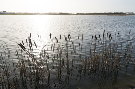cattails in backlight at a lake in the netherlandsの写真素材