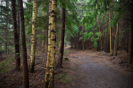 footpath through an autumn forest