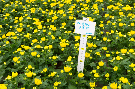 closeup of blooming flowers in a commercial greenhouse in the netherlandsの写真素材