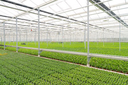 cultivation of flowers in a commercial greenhouse in the netherlandsの写真素材