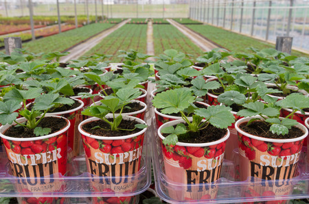 NAALDWIJK, NETHERLANDS - APRIL 2, 2016: Young strawberry plants in cups in a commercial greenhouse in the netherlandsのeditorial素材