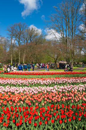 LISSE, NETHERLANDS - APRIL 17, 2016: Unknown tourists visiting the famous keukenhof tulip gardens in the netherlandsのeditorial素材