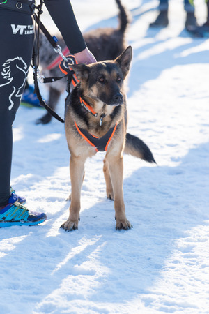 OLDENZAAL, NETHERLANDS - JANUARY 22, 2017: Leashed german sheperd ready for the launch of a canicross contestのeditorial素材