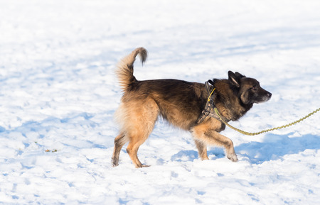 mixed breed german sheperd in snowの写真素材