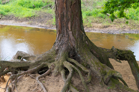 old tree with eroded roots high above the sandの写真素材