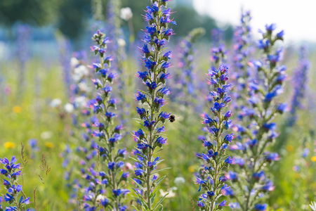 blooming purple Echium vulgare flowers