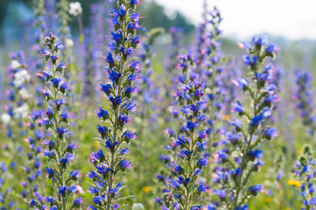 blooming purple Echium vulgare flowers の写真素材