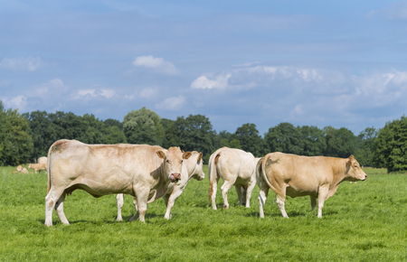 group of grazing brown cows in a dutch meadowの写真素材