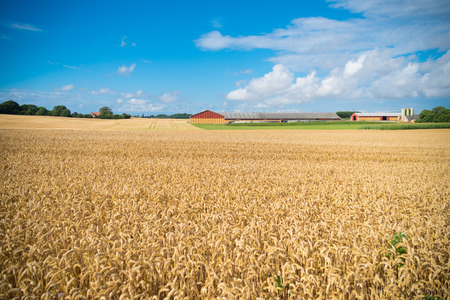 Typical danish agricultural landscape with wheat fieldの写真素材