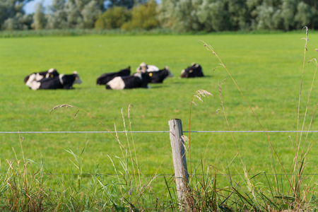 grazing frisian-holstein cows in a dutch meadowの写真素材