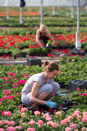 KLAZIENAVEEN, NETHERLANDS - APRIL 1, 2017: Unknown female Polish seasonal workers in a commercial greenhouse in the netherlandsのeditorial素材