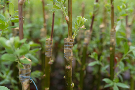 grafting on young willow trees in a greenhouse