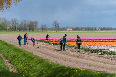 ESPEL, NETHERLANDS - APRIL 17, 2017: Unknown tourists at blooming tulip fields in an agricultural dutch landscapeのeditorial素材